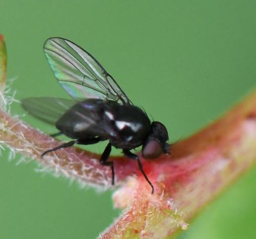 Réf. 283 462 : Agromyzinae inconnu